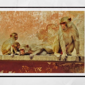Affe Bild Jaipur India Wall Art