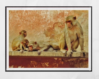Monkey Picture Jaipur India Wall Art