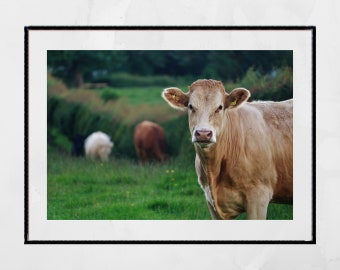 Cow Photography Print