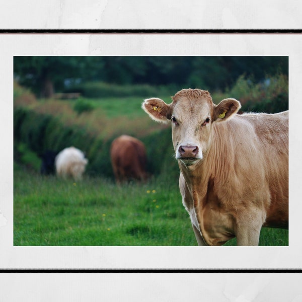 Cow Photography Print