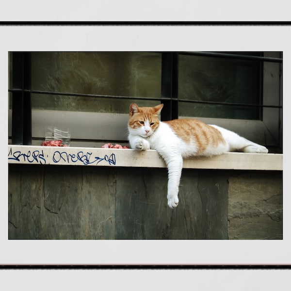 Istanbul Cat Street Photography Print Poster
