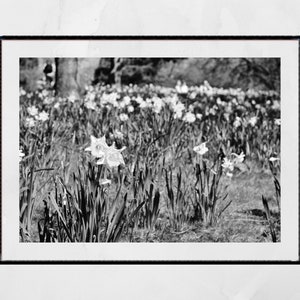 Narzisse Art Glasgow Botanic Gardens schwarzweiß Fotografie Druck