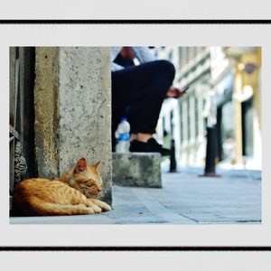 Istanbul Katze Poster Fotografie Druck