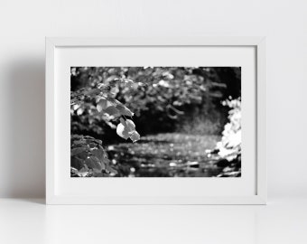 Water Of Leith Edinburgh Nature Black And White Photography Print