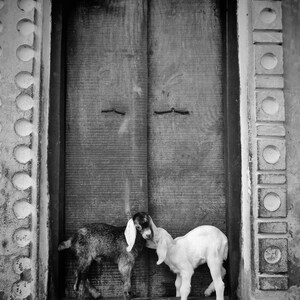 Goat Picture Black And White Varanasi India Poster image 7