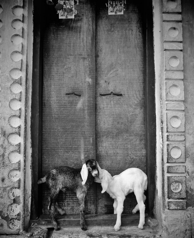 Goat Picture Black And White Varanasi India Poster image 7