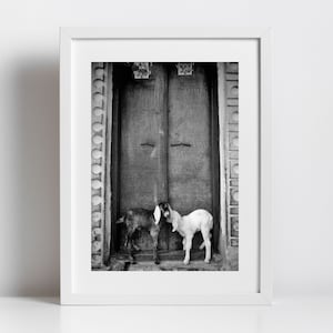 Goat Picture Black And White Varanasi India Poster image 1