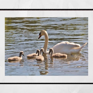Swan And Cygnets Print Glasgow Queen&#39;s Park Photography