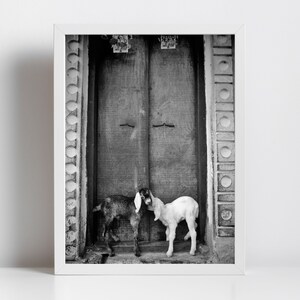 Goat Picture Black And White Varanasi India Poster image 5