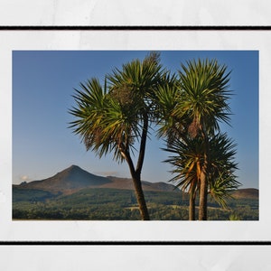 Isle of Arran Scotland Palm Tree Photography Print