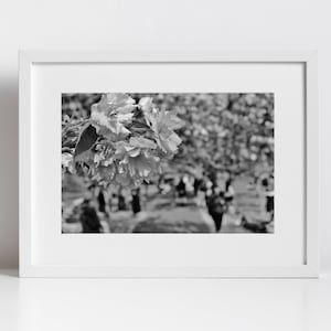 Cherry Blossom Print Greenwich Park London Black And White Photography