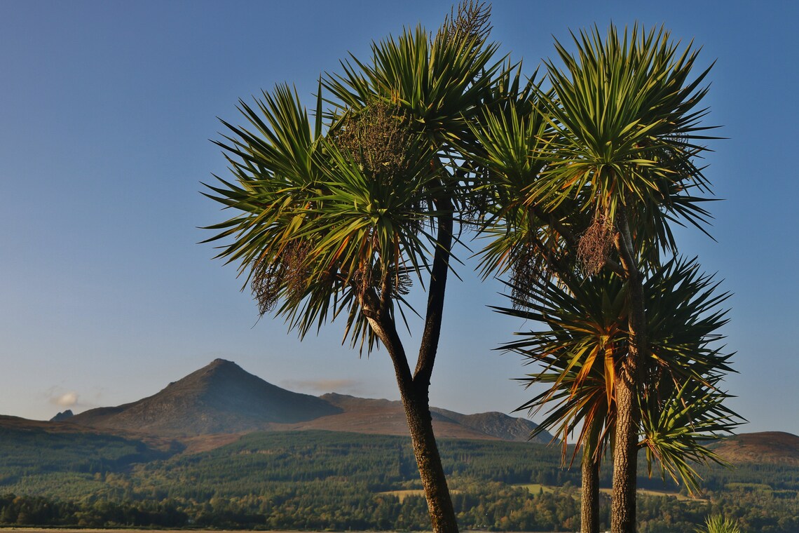 Isle of Arran Scotland Palm Tree Photography Print Etsy UK