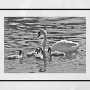 Swan And Cygnets Print Glasgow Queen's Park Black And White Photography