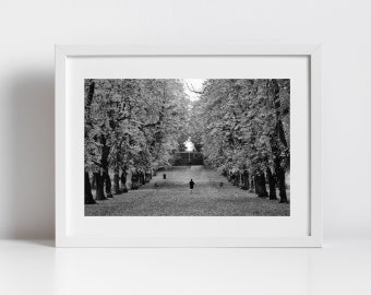 Glasgow Queen's Park Autunno Fogliame autunnale Fotografia in bianco e nero Stampa artistica da parete