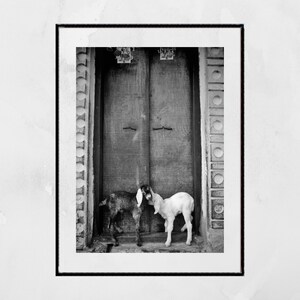 Goat Picture Black And White Varanasi India Poster image 2