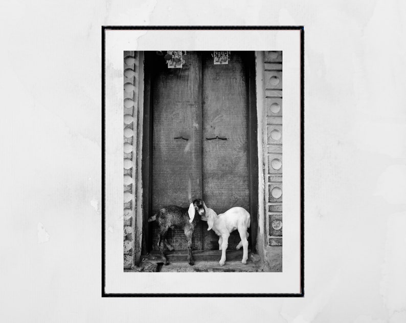 Goat Picture Black And White Varanasi India Poster image 2