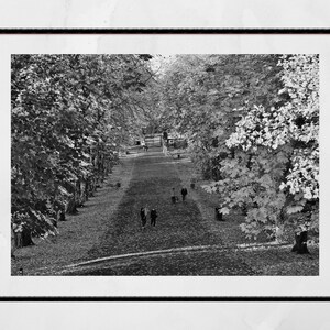 May include: A black and white photograph of a long, tree-lined path in a park. The path is lined with tall trees on either side, and there are people walking along the path.