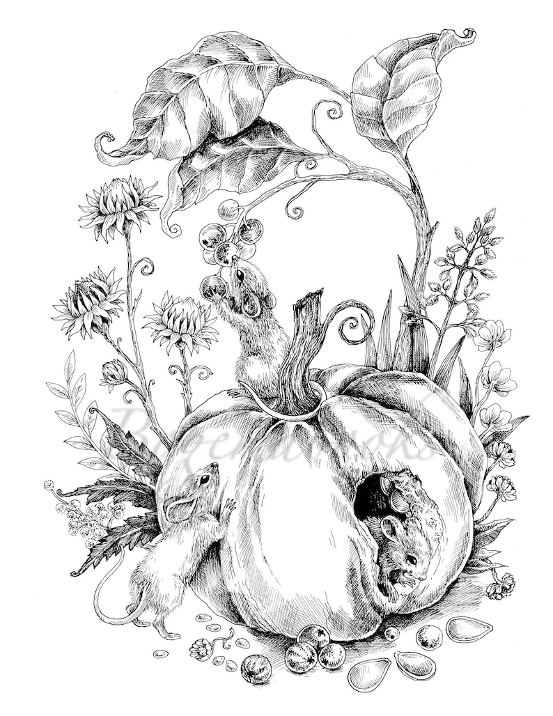 May include: Black and white illustration of three mice interacting with a large pumpkin. The pumpkin is surrounded by leaves, vines, and other plants. The mice are drawn in a realistic style, with detailed fur and whiskers.