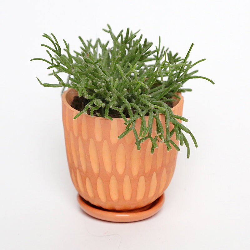 Terracotta flower pot Lines assorted plate Etsy