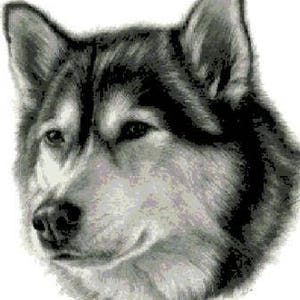 Cross stitch pattern ALASKAN MALAMUTE portrait dog doggy animals pattern pdf files DMC colours