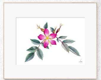 Wild Rose Fine Art Print, Watercolor Botanical Painting, Botanist Decor, Rosa Glauca Illustration, (A5/A4)