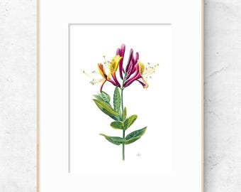 Honeysuckle Fine Art Print, Watercolor Botanical Painting, Botanist Decor, Lonicera Illustration, (A5/A4)