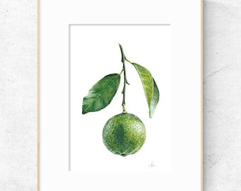 Lime Branch Fine Art Print, Watercolor Botanical Painting, Kitchen Decor, Citrus Illustration, (A5/A4)