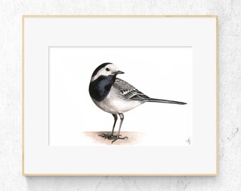 White Wagtail Fine Art Print, Watercolor Bird Painting, Motacilla Alba Illustration (A5/A4)