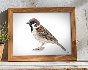 House Sparrow art print, Small bird art print, house sparrow print, Ornithology art, Passer domesticus print, bird print