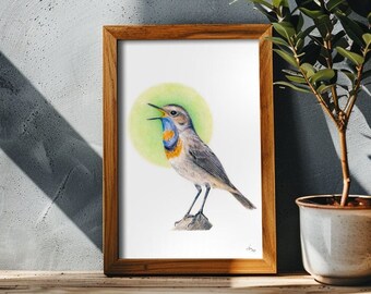 Blue Throat art print, colored pencil bird, Small bird print, passerine print, Ornithology art, Luscinia svecica print, bird print