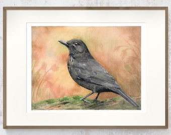 Common Blackbird art work, Fine art print, Limited edition collectors item