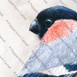Op de afbeelding: Een gedetailleerd aquarel schilderij van een vogel, met een zwarte kop, een felrode borst en grijze en witte veren. De vogel is in profiel afgebeeld, met een geconcentreerde blik. Het kunstwerk is tegen een neutrale achtergrond geplaatst.
