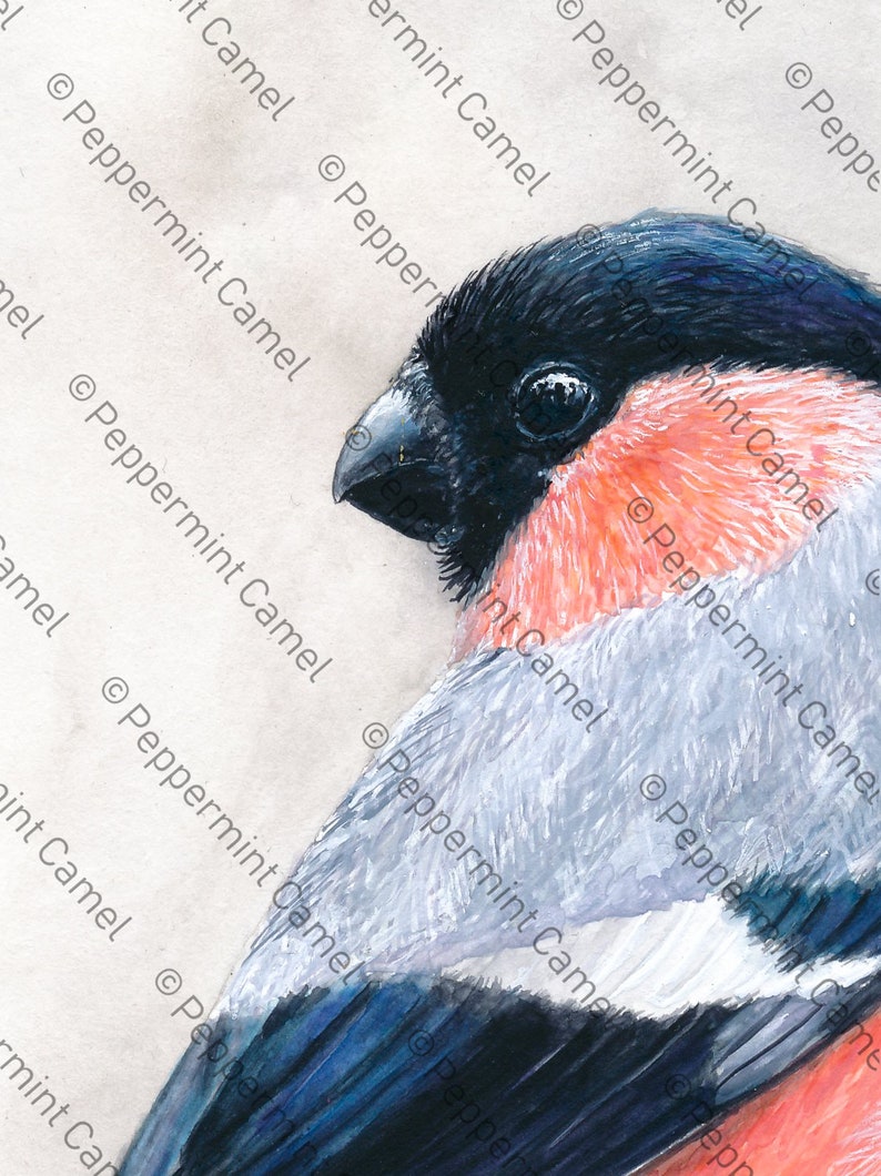 Op de afbeelding: Een gedetailleerd aquarel schilderij van een vogel, met een zwarte kop, een felrode borst en grijze en witte veren. De vogel is in profiel afgebeeld, met een geconcentreerde blik. Het kunstwerk is tegen een neutrale achtergrond geplaatst.