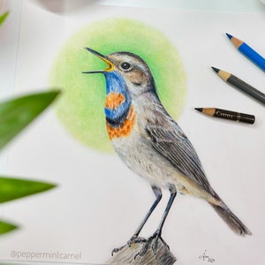 May include: A detailed colored pencil drawing of a Bluethroat bird with its beak open, perched on a branch. The bird has a blue and orange throat, gray and brown feathers, and is set against a green circular background. Colored pencils are visible in the upper right.