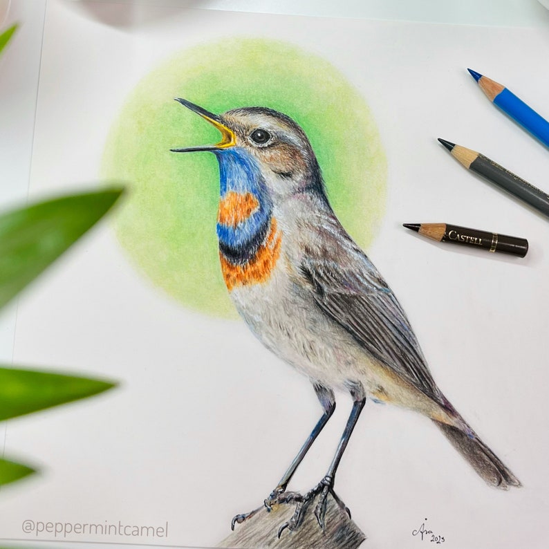 May include: A detailed colored pencil drawing of a Bluethroat bird with its beak open, perched on a branch. The bird has a blue and orange throat, gray and brown feathers, and is set against a green circular background. Colored pencils are visible in the upper right.