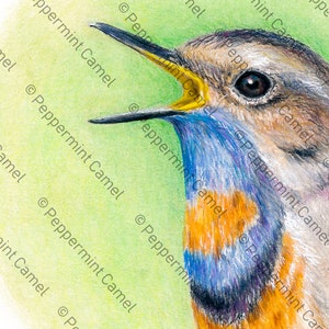 May include: A detailed colored pencil drawing of a bird with its beak open. The bird has brown, blue, and orange plumage, with a yellow interior to its open beak. The background is a soft green.