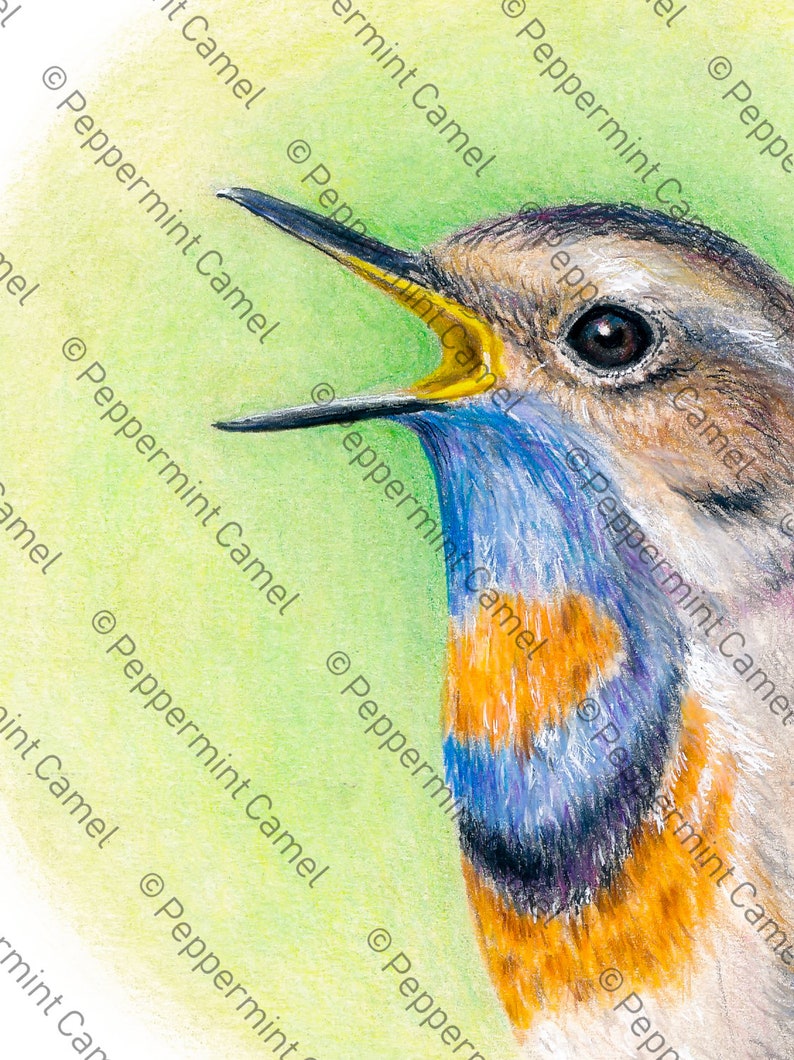 May include: A detailed colored pencil drawing of a bird with its beak open. The bird has brown, blue, and orange plumage, with a yellow interior to its open beak. The background is a soft green.