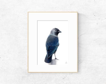 Kauw Fine Art Print, kauw, aquarel Wildlife schilderij, zwarte vogel illustratie, (A5/A4)