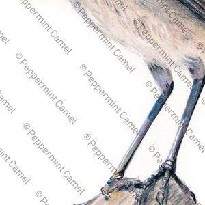 May include: A detailed colored pencil drawing of a bird's legs and feet. The legs are long and slender, with a gradient of blue and gray. The feet have sharp black claws, and the bird is perched on a light brown surface.