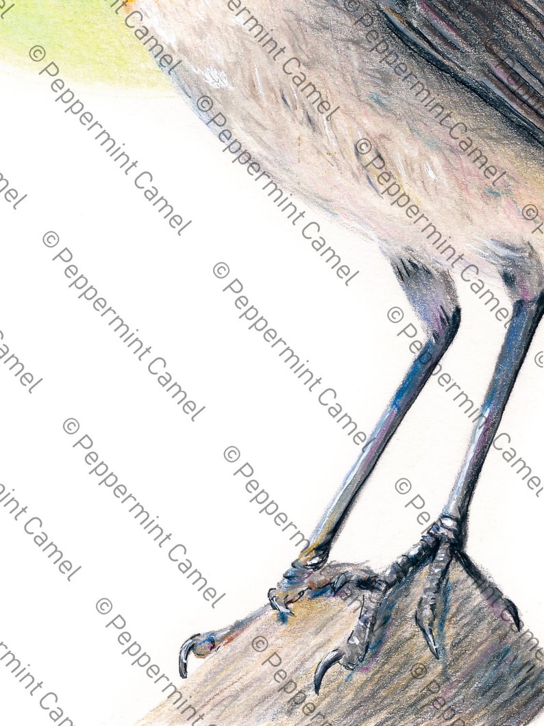 May include: A detailed colored pencil drawing of a bird's legs and feet. The legs are long and slender, with a gradient of blue and gray. The feet have sharp black claws, and the bird is perched on a light brown surface.