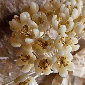 Fleurs de chapellerie françaises antiques des années 1920 à 30 fleurs en cire fleurs de mariée animaux morts fleurs de chapellerie Français image 3