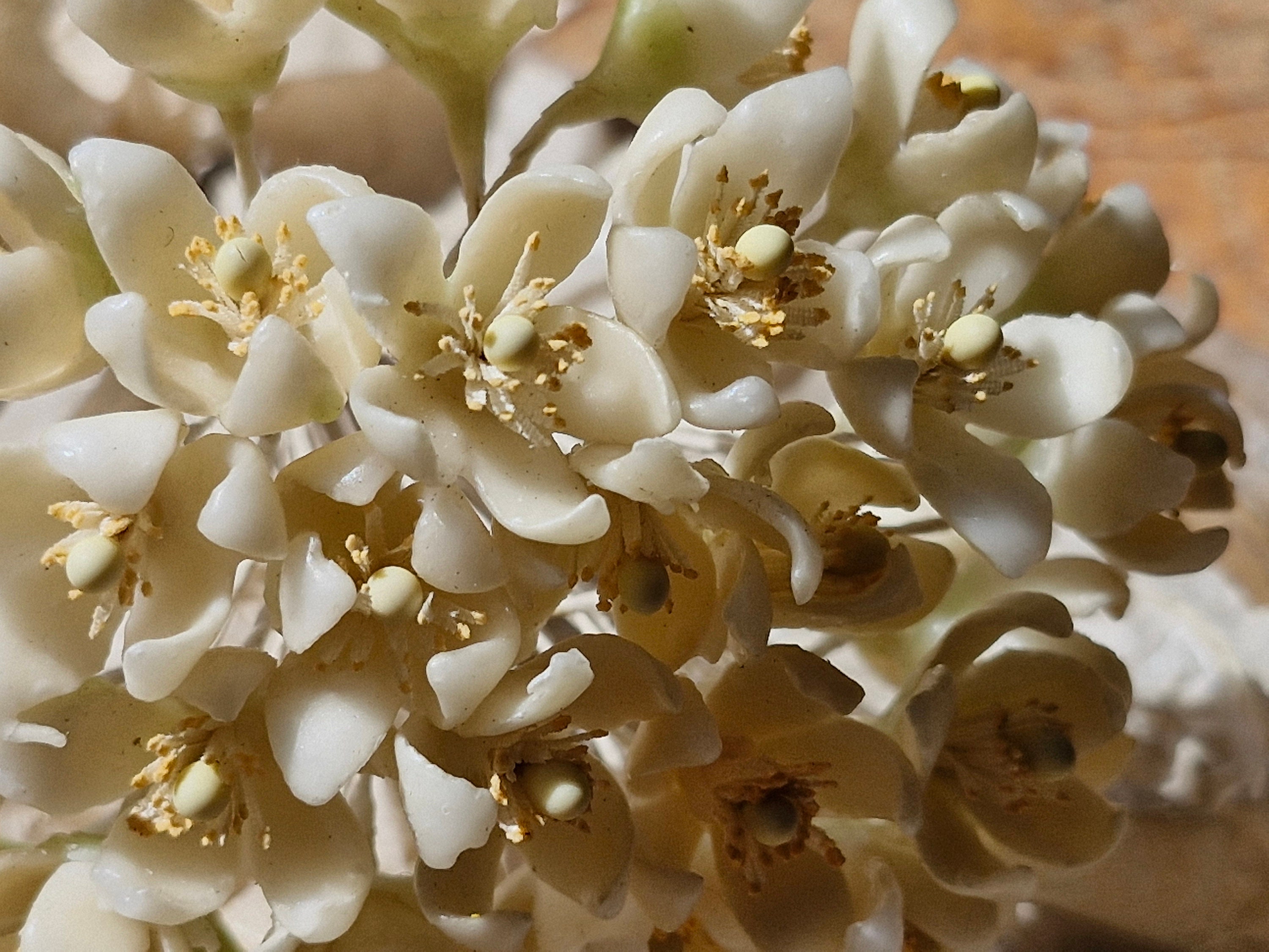 Old Paper & Wax Flower Set. 【公式通販】
