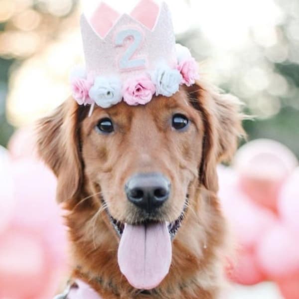 Dog Birthday Crown, Pet Birthday Crown, Dog Crown, Pet Crown Dog Party Hat, Dog Birthday Party Crown, Blush Pink and White Crown, Girl Dog