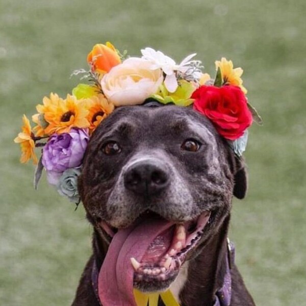 Dog Party Hat Flower Crown I Senior Dog Flower Crown I Dog Birthday Photos I Dog Crown I Pet Flower Crown I Pet Photos