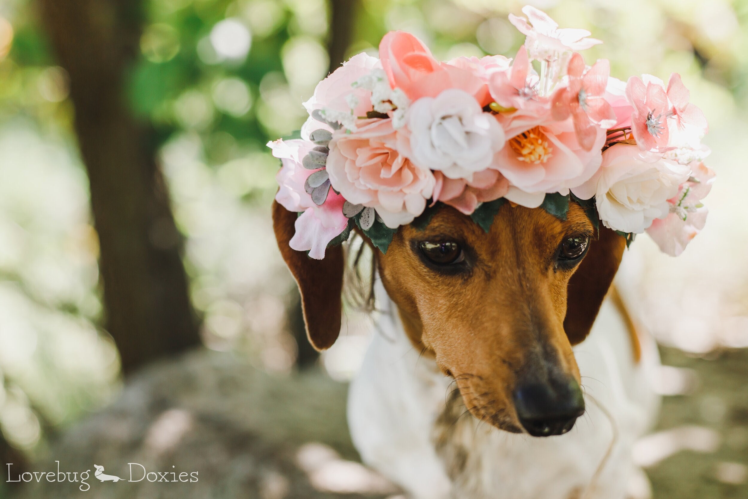 Floral dog hot sale