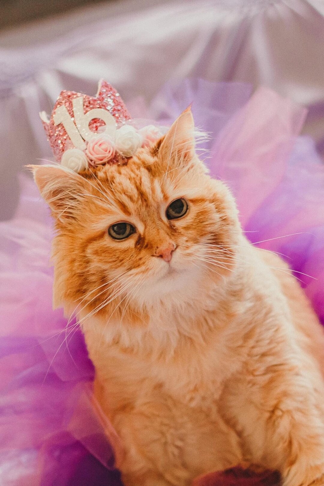 Cat Birthday Party Hat Cat Birthday Crown Birthday Party Hat Etsy