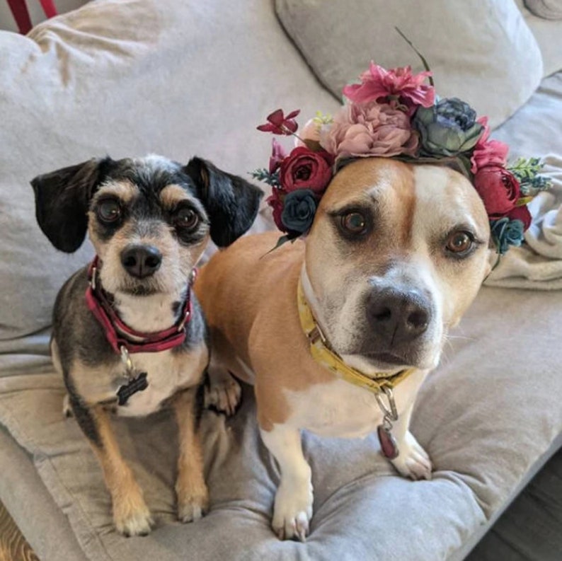 Dog Flower Costume Custom Dog Flower Crown Dog Flower Girl Etsy