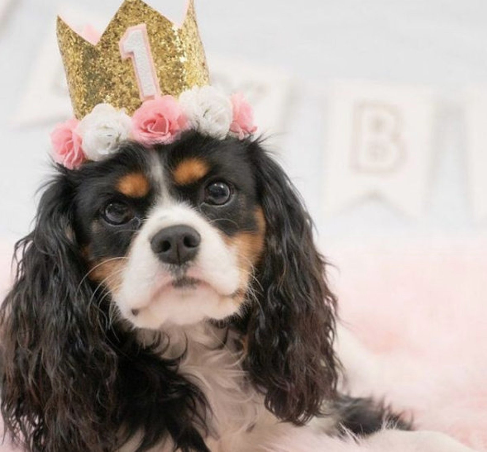 Dog Crown Dog Party Hat Dog Birthday Crown Gold Glitter Etsy