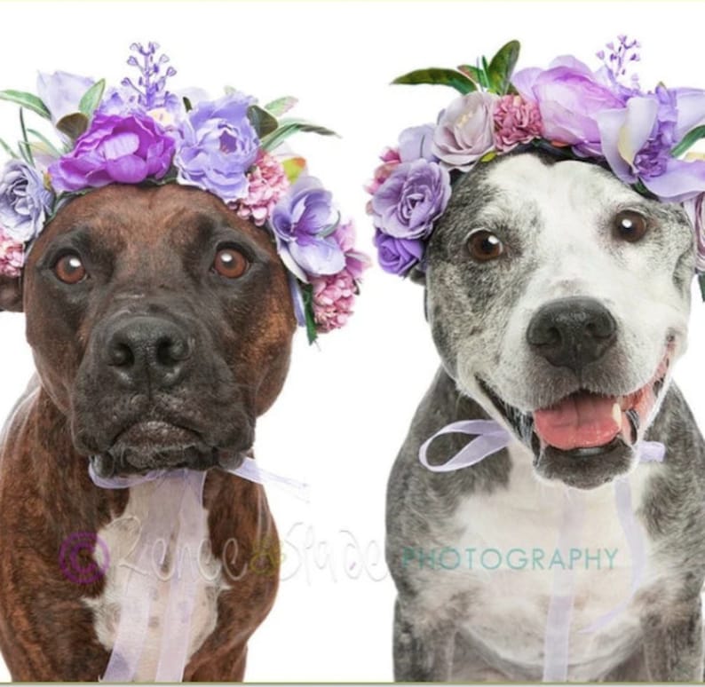 Dog Flower Costume Custom Dog Flower Crown Dog Flower Girl Etsy