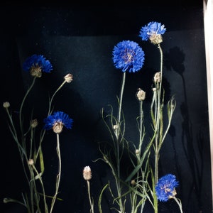 May include: A framed pressed flower arrangement featuring blue cornflowers and green stems against a black background.